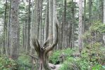 PICTURES/Cape Flattery Trail/t_Trail2.JPG